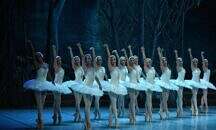 El Ballet Nacional de Cuba regresa al país para presentar «El Lago de Los Cisnes»